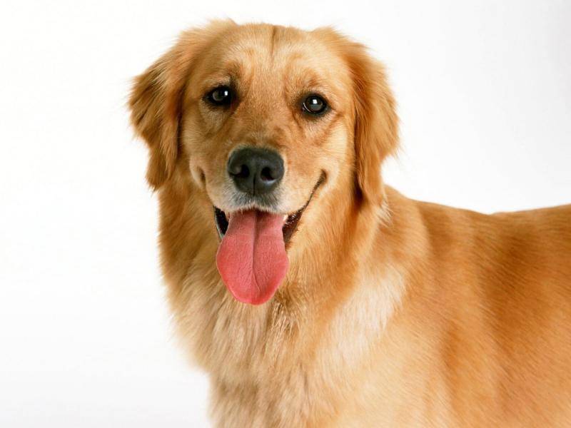 What to do if your Golden Retriever won't eat dog food