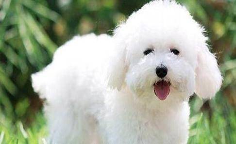 How to feed a Bichon Frise