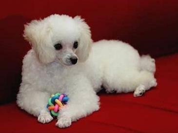 What are the breeds of poodles