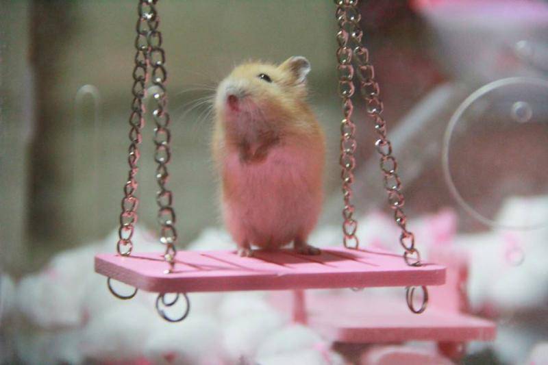 Hamsters like the behavior of their owners