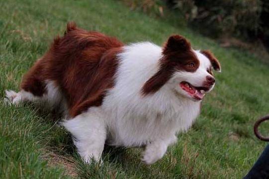 Does the Border Collie need to be shaved?