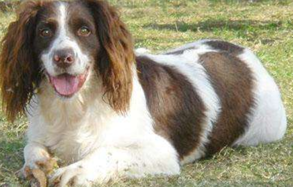 What's the best food for a Springer spaniel