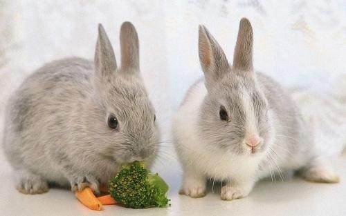 What do rabbits eat