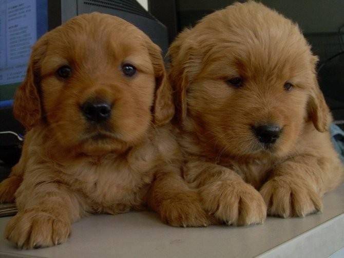 What kind of dog food to feed your golden retriever puppy