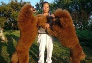 What's the best color for a giant poodle