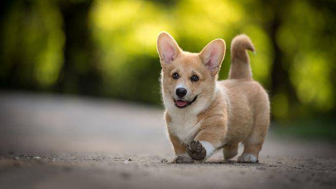 How many days to wean a border collie