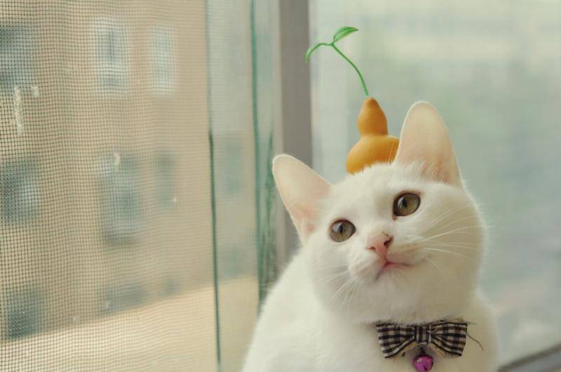 Can cats drink yogurt