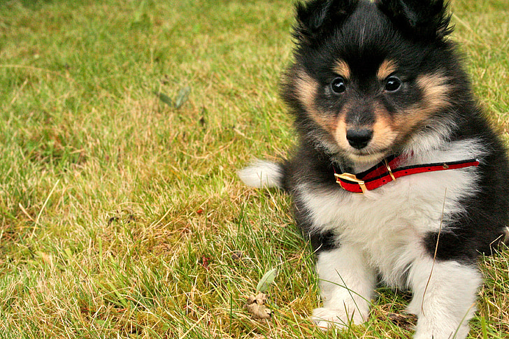 puppy-shetland-sheepdog-canine-cute.jpg