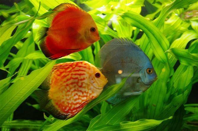 How to raise ornamental fish
