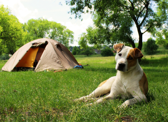 SS-DOG-CAMPING-5-447346426.jpg