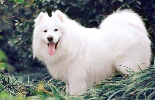 Can Samoyed eat rice?