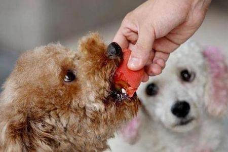Can Poodles eat apples
