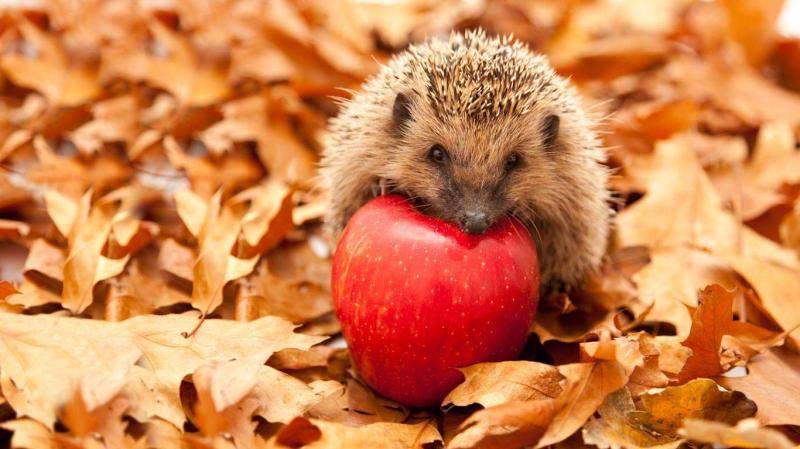 What does a hedgehog eat