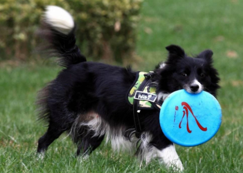 How the border Collie got its name