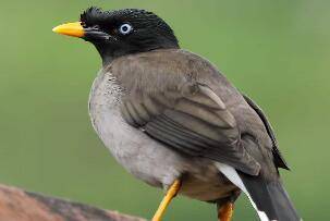 How to teach starlings to speak quickly