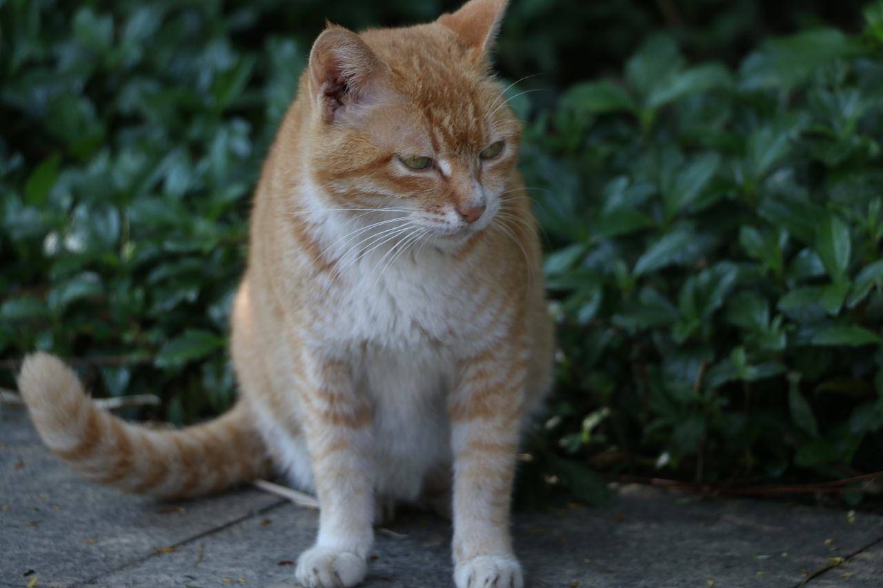 The cat foams at the mouth and froth at the mouth