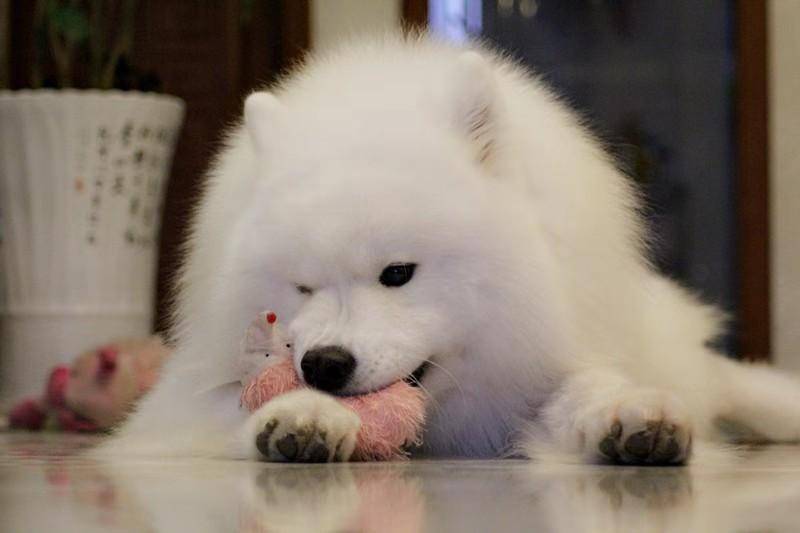 Samoyed does not eat dog food