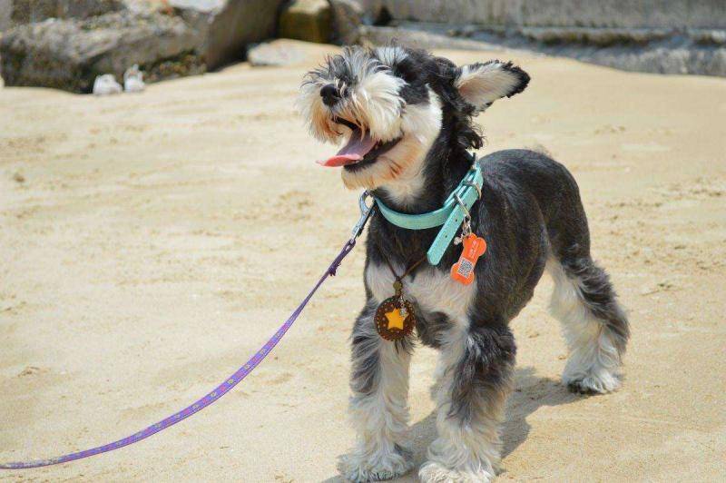 What is the best dog food for a schnauzer?