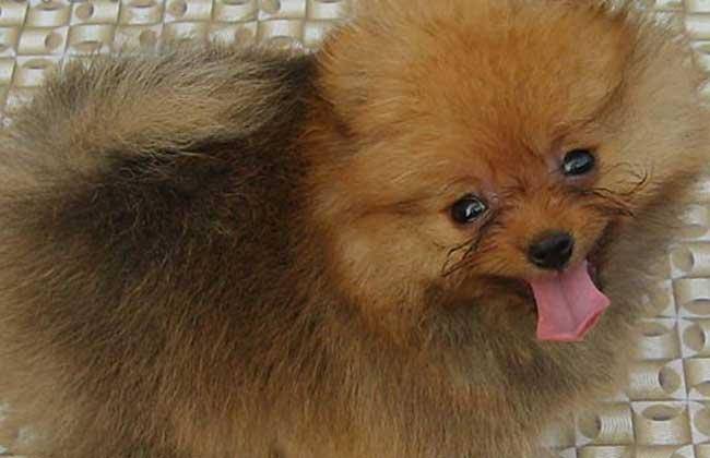 What kind of dog food is good for Pomeranian