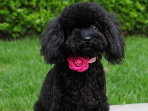 Can a poodle be kept outside for four months
