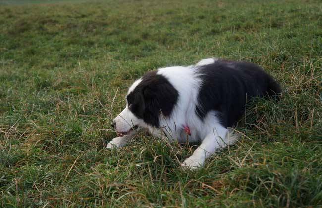 Can Border Collies eat cake?