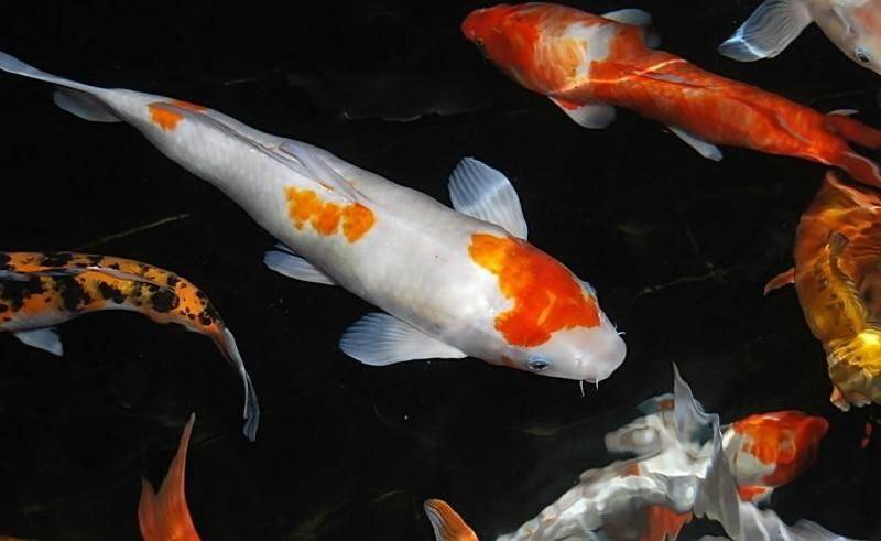 Feeding method of Koi