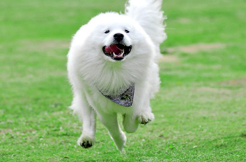 What is the best food for Samoyed
