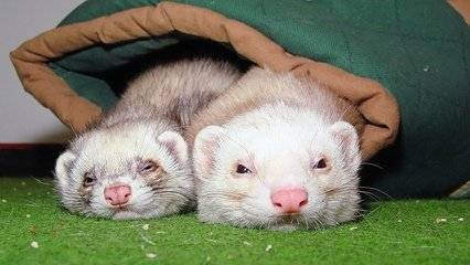 Is pet mink easy to keep