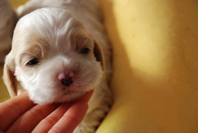 How to feed the newborn puppy