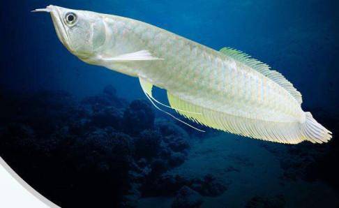 Silver arowana and what fish mixed raise good