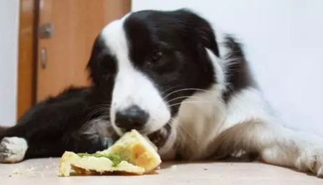 Can a border collie eat cake
