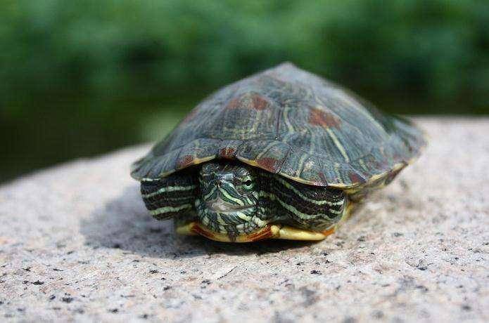 The life habits of the little turtle