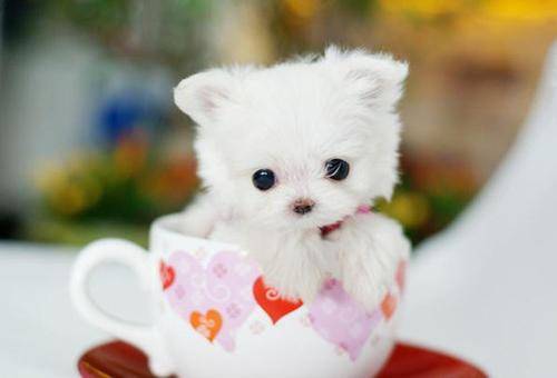 Is the tea cup poodle easy to keep