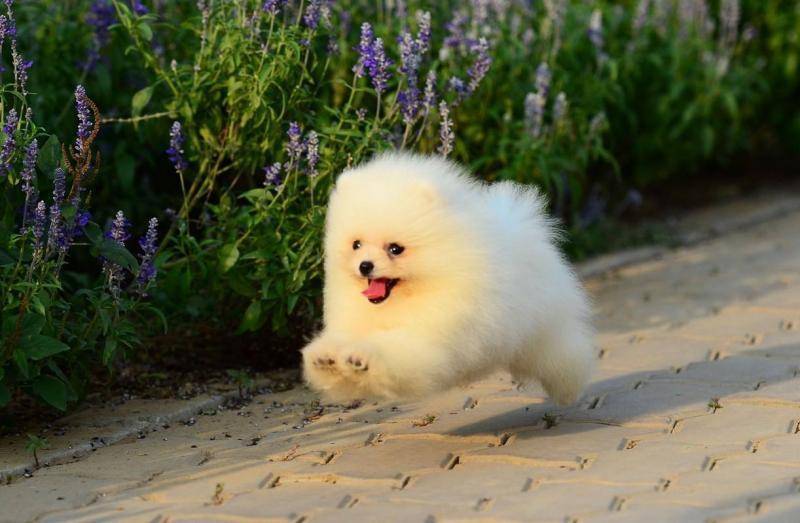 Does a Pomeranian shed its coat