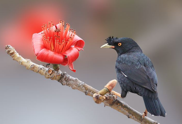 What does starling eat