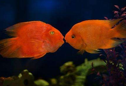 What do parrotfish eat