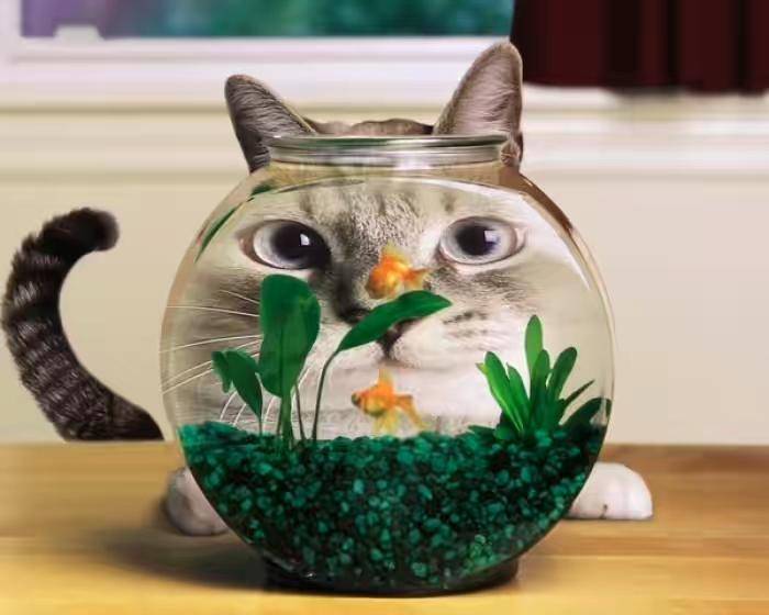 Why do cats love fish