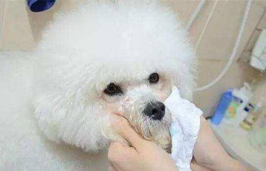 Bichon has tear stains how to do