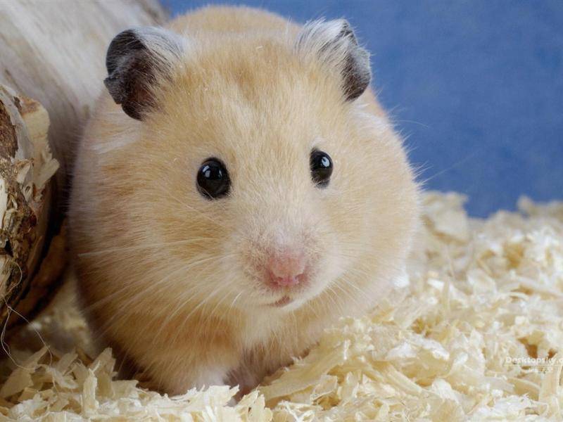 Precautions for raising hamsters