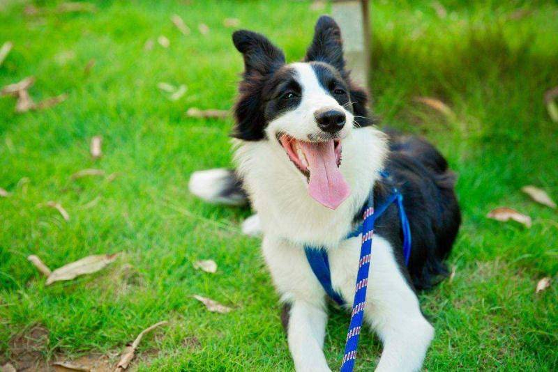 What to do if your Border Collie has diarrhea