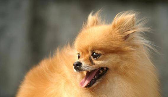 What does Pomeranian old dog eat