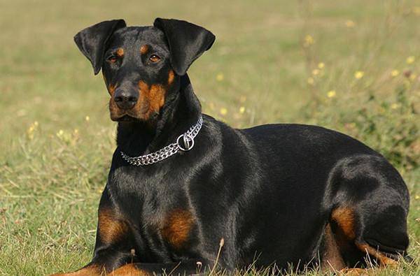 What Doberman Pinschers Eat to Grow Faster