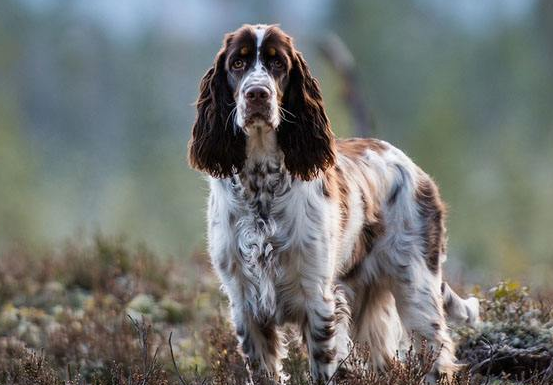 What do adult Springer dogs eat