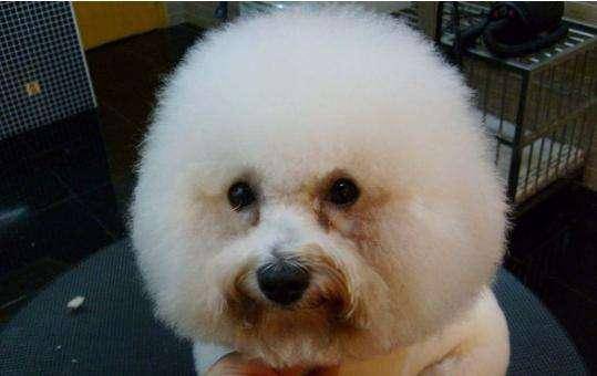 Bichon has tear stains how to do