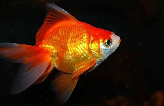 Goldfish have white spots on their tails