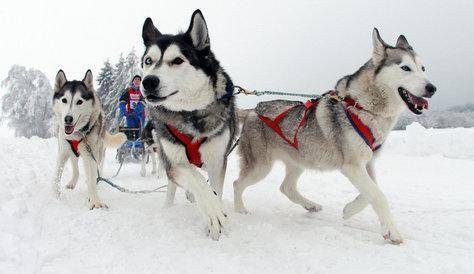 What Alaskan Dogs Like to Eat