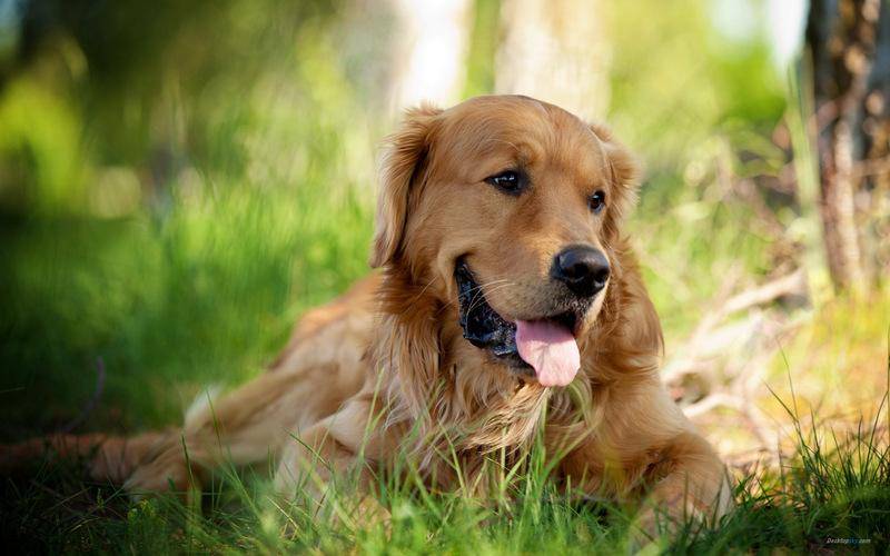 What does a Golden Retriever eat to grow faster?