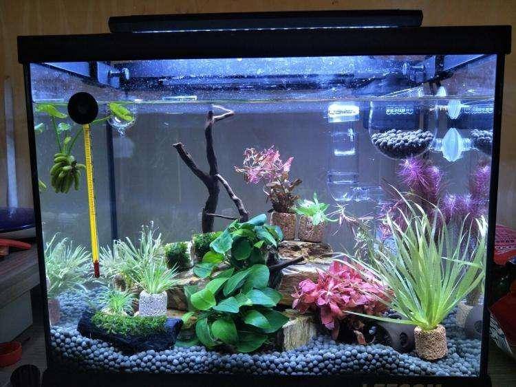 Where is the best place for the fish tank to place the living room