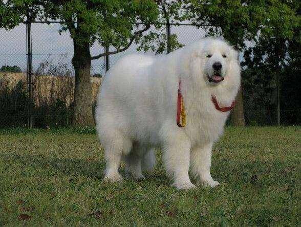 Is it better to have a male or a female Great Pyrenees