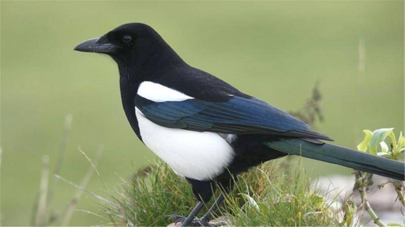 What do magpies eat